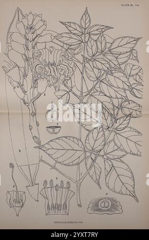 Indien, plantes médicinales, Bahadurganj, Inde, Sudhindra Nath Basu, bureau Panini, 1918, botanique, botanique, médical, Inde, plantes, tiges, feuilles, fleurs, illustration botanique présentant une étude détaillée de la plante Ornithogalum umbellatum, communément appelée étoile de Bethléem. La représentation comprend des parties étiquetées telles que des fleurs, des feuilles et une coupe transversale de la fleur, mettant en évidence sa structure. Les éléments individuels comprennent la disposition des pétales, des étamines et la morphologie globale de la plante, mettant en valeur ses caractéristiques à des fins éducatives et d'identification. L'illustration empha Banque D'Images