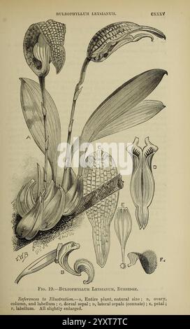 Journal de la Royal Horticultural Society of London, Londres imprimé pour la Royal Horticultural Society par Spottiswoode & Co. botanique, culture fruitière, jardinage, horticulture, périodiques, sociétés, tuinbouw, tuinen, tuinieren, une illustration du Bulbophyllum leysianum, une espèce fascinante d'orchidée. L'illustration capture les détails complexes de la structure de l'usine, mettant en évidence plusieurs caractéristiques clés Banque D'Images