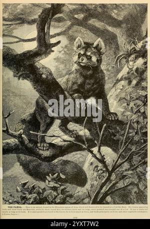 La vie des animaux de Brehm, volume 1, Mammalia Chicago, Marquis, 1895, panda, panda rouge, mammifères, comportement animal Ailurus fulgens, Une représentation d'un panda, souvent appelé le ''chat ours', perché sur une branche d'arbre, mettant en valeur ses caractéristiques distinctives. La créature a un visage arrondi avec des marques sombres autour de ses yeux et un épais manteau de fourrure. Son corps est agile, suggérant un comportement ludique alors qu'il observe son environnement. L'arbre fournit un habitat naturel, rempli d'écorce texturée et de feuillage luxuriant, améliorant le sentiment de nature sauvage. Cette illustration capture l'essence de l'envi du panda Banque D'Images