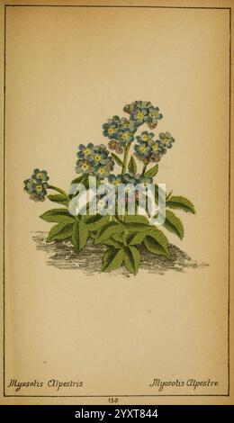 Choix de plantes de l'Europe centrale et particulièrement de la Suisse et de la Savoie Genève F. Richard 1878 Europe œuvres picturales centrales plantes Savoie France Italie Suisse le jardin botanique de New York Myosotis alpestris, Une illustration délicate de Myosotisalpestris, communément appelé Alpine Forget-me-not, présente des grappes de petites fleurs bleues vibrantes aux centres jaunes frappants. Les fleurs sont disposées dans un cadre verdoyant, entourées de larges feuilles qui ajoutent une texture riche à la composition. La pièce capture le charme de cette plante vivace, soulignant sa beauté naturelle Banque D'Images