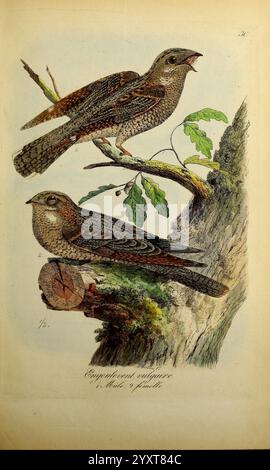 Planches coloriees des oiseaux de la Belgique et de leurs oeufs, Bruxelles, C. Muquardt, 1854-60, Belgium, oiseaux, Charles Frederick Dubois, Caprimulgus vulgaris, Caprimulgus europaeus, l'illustration met en valeur deux espèces distinctes d'oiseaux perchées gracieusement sur un tronc d'arbre texturé. L'oiseau supérieur vocalise, son bec grand ouvert, véhiculant un sentiment de vigilance et de communication. En dessous, l'autre oiseau est dans un repos calme, affichant un plumage minutieusement détaillé qui présente des motifs naturels et des teintes terreuses. Entourant les oiseaux, des branches feuillues ajoutent une touche de verdure, mettant en valeur le sce Banque D'Images