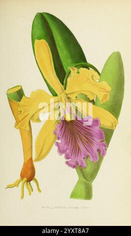 Les orchidées, Paris, J. Rothschild, 1880, Europe, orchidées, culture des orchidées, Cattleya dowiana, Une superbe illustration de l'orchidée Cattleya trianae, mettant en valeur ses pétales jaunes vibrants complétés par une lèvre violette saisissante. La fleur est représentée à côté de ses feuilles vertes allongées, qui offrent un beau contraste. La représentation détaillée met en évidence la structure complexe de la fleur, soulignant ses textures délicates et ses riches variations de couleurs. Cette orchidée, connue pour ses grandes fleurs parfumées, est souvent célébrée en horticulture et est un symbole de beauté et d'élégance dans la plante Banque D'Images