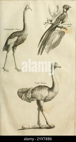 Naaukeurige en uitvoerige beschryving van Kaap de Goede Hoop, Amsterdam, par B. Lakeman, 1727 Afrique du Sud, histoire naturelle, autruche, Cap de bonne espérance, Description et voyage, Cap de bonne espérance, Afrique du Sud, peuple africain Khoikhoi, l'illustration présente trois espèces d'oiseaux distinctes. Sur la gauche, une perle indienne est représentée avec son long cou et son écusson caractéristiques, mettant en valeur sa stature élégante. Au centre, un oiseau vibrant, peut-être une espèce d'alouette ou de moineau, est perché au milieu du feuillage, mettant en valeur son plumage coloré. À droite, une représentation de l'autruche est présentée, comple Banque D'Images