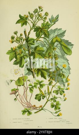 La, floraison, plantes, herbes, sedges, &, fougères, of, Grande-Bretagne, Londres, F, Warne, 1905, Floras, grande, Grande-Bretagne, plantes, Anne Pratt, femmes, en science, l'illustration présente une étude botanique détaillée de la plante connue sous le nom de ''Geum urbanum', communément appelée ''Herb bennet''. La composition met en valeur ses feuilles distinctives, qui sont profondément lobées et dentelées, ainsi que ses petites fleurs jaune vif qui sont délicatement disposées le long de la tige. L'image met en évidence à la fois les parties fleuries et le feuillage, fournissant une représentation informative de la structure de la plante. Ad Banque D'Images