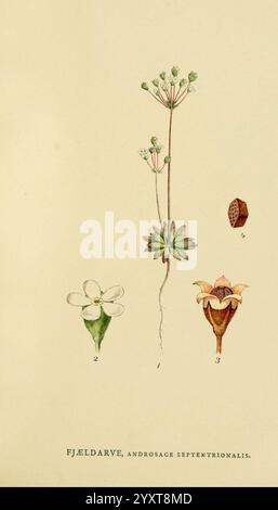 Billeder af Nordens Flora, København, G.E.C. Gad, 1901-1903 [i.e. 1907], œuvres picturales, plantes, Scandinavie., l'illustration présente des études botaniques détaillées d'une plante appelée Androsace septentrionalis, communément connue sous le nom de jasmin de roche nordique. L'image présente trois parties distinctes : la première partie représente une fleur délicate à cinq pétales, étiquetée numéro 2, accompagnée d'une tige mince ; la deuxième partie illustre la structure globale de la plante, mettant en évidence sa disposition foliaire et son habitude de croissance ; la troisième partie présente la structure de fructification, illustrant la transition de l'écoulement Banque D'Images