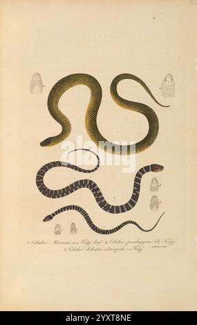 Abbildungen zur Naturgeschichte Brasiliens Weimar im Verlage des Grossherzogl Sachs priv Landes-industrie-comptoirs 1822-1831 Brésil œuvres picturales d'histoire naturelle, l'illustration présente deux espèces distinctes de serpents, chacune représentée de manière stylisée. Le serpent supérieur, caractérisé par sa coloration verte éclatante et son corps élancé, présente une forme lisse et allongée, représentant éventuellement une espèce de vigne ou d'arbre. En dessous, un serpent sombre et bandé est illustré avec un contraste saisissant, avec des rayures prononcées et un physique plus robuste, indiquant un nich écologique différent Banque D'Images