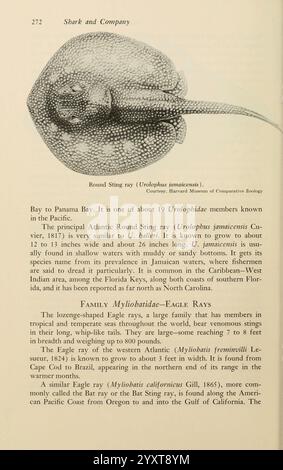 Shadows in the Sea, Philadelphie, Chilton Books, 1963, Stingray, raies, bois trou, Chondrichthyes, raie jaune, Urobatis jamaicensis, la page présente une illustration détaillée du raie rond (Urobatis jamaicensis), mettant en évidence ses caractéristiques anatomiques uniques. L'illustration est accompagnée d'un texte qui fournit des informations sur l'espèce, notant sa ressemblance avec un autre raie, U. jahiensis, et détaillant son habitat dans diverses régions, y compris les Caraïbes et le sud-est des États-Unis. Il traite également de la famille des Myliobatidae, qui comprend la raie aigle à longues oreilles et Banque D'Images