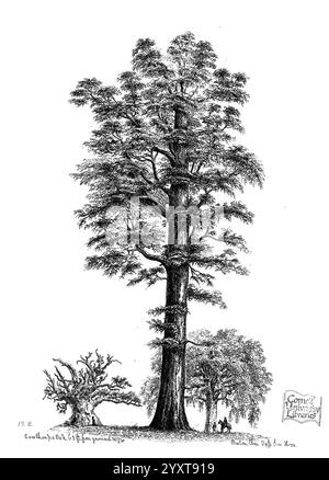 Les arbres d'Amérique. Boston, W. White [1855-58], arbres, États-Unis, Un arbre imposant se dresse majestueusement au centre, son large tronc et sa canopée expansive représentés avec des détails complexes. Autour de lui se trouvent des arbres plus petits, soulignant la grandeur de la figure centrale. Au premier plan, deux figures peuvent être vues, donnant probablement une impression d'échelle et de connexion à l'environnement naturel. La représentation capture la beauté de l'arbre imposant, soulignant son importance dans le paysage tout en invitant les spectateurs à apprécier les détails complexes de la nature. L'œuvre met en valeur l'Ar Banque D'Images