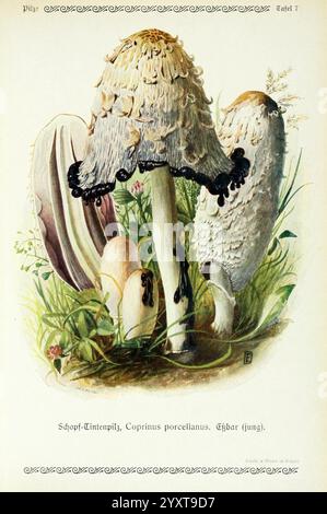 Pilze der Heimat Leipzig, quelle und Meyer, 1913, Agaricacées, champignons, Allemagne, Mycologie, champignons, champignons, Emil Doerstling, Coprinus Porcellanus, Une illustration détaillée d'un groupe de champignons, avec un champignon proéminent, à grande calotte avec une surface texturée et ondulée. Il est entouré de champignons plus petits et pâles, chacun avec des formes et des formes distinctes. La scène est enrichie de verdure luxuriante et d'herbes délicates dans différentes nuances, créant un cadre naturel de sol forestier. Le nom scientifique ''Coprinus porcellianus'' est noté, indiquant l'espèce. Cette représentation met en valeur la beauté et Banque D'Images