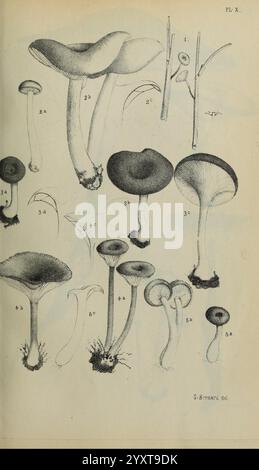 Annales de la Société des Sciences naturelles de la Charente-maritime, la Rochelle, Muséum d'histoire naturelle, périodiques, science, L'illustration présente une variété d'espèces de champignons, mettant en valeur leurs formes et leurs caractéristiques distinctes. Chaque spécimen est méticuleusement rendu, avec des détails mettant en évidence des caractéristiques telles que la forme de la coiffe, les branchies et la structure de la tige. Les champignons sont numérotés pour référence, avec des étiquettes indiquant différentes variétés, y compris plusieurs types de styles et tailles de chapeaux. L'œuvre met l'accent sur la diversité de la morphologie fongique, de larges calottes plates à élancées élancées Banque D'Images