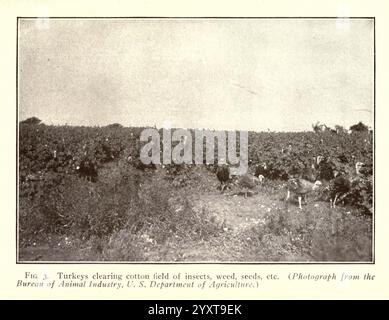 Turquie Raising New York, Orange Judd Publishing Company, 1922, dindes, Une vue large d'un champ de coton où les dindes sont activement en train de chercher. Le paysage présente des rangées de plants de coton, tandis que les dindes peuvent être vues dispersées dans tout le champ, picotant au sol. En arrière-plan, quelques arbres bordent l'horizon, contribuant au milieu rural. La scène illustre une pratique agricole où les dindes sont utilisées pour aider à lutter contre les ravageurs en débarrassant le champ des insectes, des mauvaises herbes et des restes de graines, mettant en évidence la relation entre le bétail et la gestion des cultures. Banque D'Images