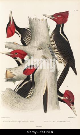 Monographie des picidées, ou histoire naturelle des picidés, picumninés, yuncinés ou torcols, Metz, Typ. De J. Verronnais, 1861-62 oiseaux pics à bec pâle Campephilus guatemalensis Picidae œuvres picturales Campephilus guatemalensis, Une collection d'illustrations représentant divers angles d'une espèce de pics, caractérisée par sa tête rouge frappante et son plumage noir et blanc distinctif. Les illustrations montrent l'oiseau perché sur un tronc d'arbre en décomposition, avec des détails fins soulignant ses caractéristiques telles que le bec fort et les motifs sur les plumes. L'une des images présente t Banque D'Images