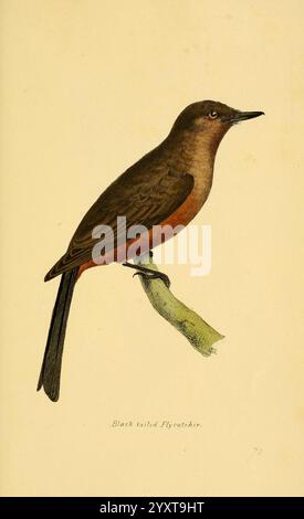 Une sélection des oiseaux du Brésil et du Mexique, les dessins 1841, oiseaux, Brésil, Mexique, œuvres picturales, Sayornis saya, William Swainson, ornithologie, Say's Phoebe, une représentation magnifiquement illustrée d'un oiseau connu sous le nom de Black-vented Flycatcher. Cette espèce présente un corps élancé avec un riche plumage supérieur brun et un dessous orangé-rouge frappant. L'oiseau est perché gracieusement sur une branche verte, mettant en valeur sa longue queue pointue et sa forme élégante. Le détail met en valeur son œil aiguisé et les textures subtiles de ses plumes, soulignant les subtilités de sa beauté naturelle. Le nom de Banque D'Images