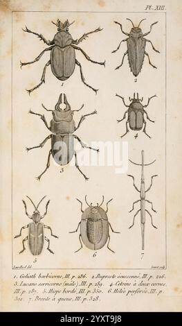 Le règne animal distribué d'après son organisation, A Paris, chez Déterville, 1817, anatomie, animaux, classification, histoire naturelle, zoologie, l'illustration présente une étude détaillée de différentes espèces de coléoptères, classées dans un arrangement systématique. Les figures sont étiquetées avec des numéros indiquant différentes espèces, mettant en valeur leurs caractéristiques physiques uniques. La section supérieure présente des coléoptères plus grands avec des formes de corps et des textures distinctes, tandis que la partie inférieure affiche des spécimens plus petits, y compris un long coléoptère mince. Chaque spécimen est méticuleusement illustré pour mettre en évidence des caractéristiques telles Banque D'Images