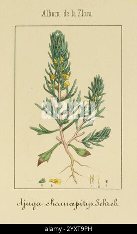 Album de la flore médico-farmacéutica e Industrial, Indígena y exótica, Madrid, Impr. De la Galería literaria, 1862-64, plantes médicinales, œuvres picturales, botanique, Economique, Une illustration détaillée de l'espèce végétale *Eijugo chamaeptyus* Schreb. La représentation présente le feuillage vert distinctif de la plante, mettant en valeur ses feuilles allongées et ses petites fleurs jaunes. Sous l’illustration principale, il y a une étiquette élégante avec le nom scientifique, accompagnée d’annotations manuscrites indiquant différentes parties de la plante. Ce rendu botanique souligne à la fois la beauté et les subtilités de cela Banque D'Images