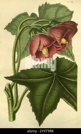 Flore, des, serres, et, des, jardins, de, l'Europe, A, Gand, chez, Louis, van, Houtte, éditeur, 1845-1880, l'illustration présente une paire de fleurs rouges magnifiquement rendues, caractérisées par leurs pétales délicats et étamines jaunes vibrantes au centre. Sous les fleurs, les feuilles vertes luxuriantes présentent des motifs veineux complexes et une surface texturée, ajoutant de la profondeur à la composition. La disposition des tiges et du feuillage crée un flux gracieux et organique, soulignant la beauté naturelle de la plante. Cette étude botanique souligne à la fois l'élégance des fleurs et l'anatomie détaillée Banque D'Images