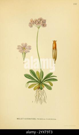 Billeder af nordens Flora. v.1 København G.E.C. Gad's Forlag 1917-1927 plantes Finlande Scandinavie The New York Botanical Garden Pictorial Works Primula farinosa, cette illustration met en valeur la Primula farinosia, communément appelée primevère poudreuse. Il présente une représentation centrale de la plante avec une tige mince supportant plusieurs fleurs roses délicates qui présentent cinq pétales, rayonnant élégamment à partir de leur base. Les feuilles sont luxuriantes et ovales, émergeant du sol dans une formation de rosette, soulignant la verdure vibrante de la plante. Accompagnant l'illustration principale sont deux plus petits detai Banque D'Images