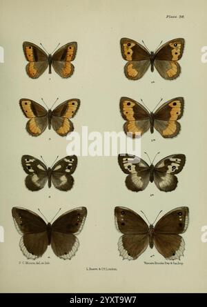 Lepidoptera indica Londres, 1890-1913 Inde Lepidoptera Frederic C Moore, Une illustration détaillée mettant en vedette une série de papillons, chacun exposé avec leurs ailes déployées ouvertes pour révéler des motifs et des couleurs complexes. La composition comprend plusieurs espèces, chacune identifiée par un numéro unique. Les papillons présentent une variété de conceptions d'ailes, présentant une gamme fascinante de couleurs, y compris des tons terreux, des oranges vibrantes et des bruns sourds. Chaque papillon présente des marques distinctives, telles que des taches et des bordures, soulignant la diversité au sein de ce fascinant groupe d'insectes. L'image Banque D'Images