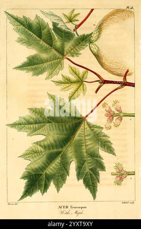 Histoire des arbres forestiers de l'Amérique septentrionale, Paris, L. Haussmann, 1812-13, North america, arbres, Acer saccharinum, pancrace bessa, botanique, François André Michaux, feuille, Acer riocarpum, érable mou, érable argenté, érable de rivière, érable blanc., cette illustration présente une étude détaillée de l'Acer eriecarpum, communément appelé érable blanc. Des feuilles proéminentes avec des lobes distincts et des bords dentelés sont mises en valeur, soulignant leur couleur verte vibrante et des motifs veineux complexes. Accompagnant les feuilles sont les fleurs délicates, caractérisées par de petites grappes qui capturent la plante Banque D'Images