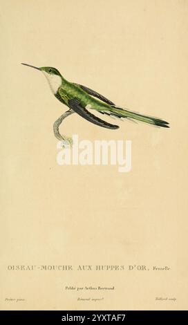 Histoire naturelle des colibris Paris Arthus Bertrand 1830-1832 colibris œuvres picturales, Une illustration magnifiquement détaillée d'un colibris, mettant en valeur son plumage vert vif et ses traits délicats. L'oiseau est représenté perché sur une branche élancée, ses longues plumes de queue élégamment ventilées. Sous l'image, un texte descriptif indique le nom de l'espèce, soulignant sa rareté et ses caractéristiques uniques. Les traits délicats et l’attention portée à l’anatomie de l’oiseau soulignent l’habileté de l’artiste à capturer l’essence de cette créature enchanteresse. Banque D'Images