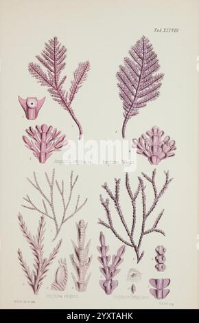 Nereis australis, algues de l'océan austral, Londres, Reeve Brothers, 1847-1849, algues, océan Indien, Antarctique, Océan Pacifique, algues, Musée Victoria, algues marines, William Henry Harvey, artiste , Amphiroa corymbosa, Amphiroa elegans, Amphiroa orbigniana, biodiversité marine, Amphiroa wardii, cette illustration présente une étude botanique détaillée présentant diverses espèces d'algues marines, identifiées par leurs noms scientifiques : Amphibolis corymbosa, Amphibolis Wannii, et d'autres. Les organismes sont présentés avec un travail de ligne complexe et un ombrage délicat, soulignant leurs structures uniques et Banque D'Images