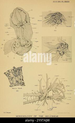 Proceedings of the Zoological Society of London, London, Academic Press Periodicals, Zoology, cette illustration présente diverses structures anatomiques liées à une espèce de céphalopode, en se concentrant spécifiquement sur la morphologie de la famille des Helicindidae. Banque D'Images