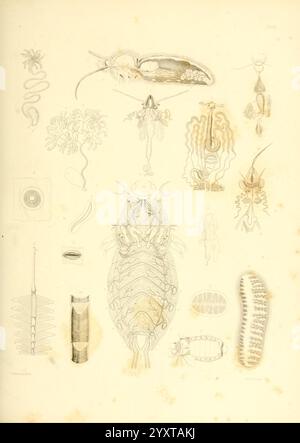 Histoire naturelle de New York, Albany, 1842-1894, Agriculture, botanique, géologie, histoire naturelle, État de New York, Paléontologie, Zoologie, insectes, Une collection d'illustrations complexes et détaillées présentant une variété de formes de vie marine. Les dessins comprennent diverses espèces telles qu'un crustacé avec des parties segmentées du corps, une créature allongée ressemblant à un ver et une méduse délicate. En outre, il y a des représentations de coraux et de plancton, mettant en évidence la biodiversité que l’on trouve dans les écosystèmes aquatiques. Les compositions varient en taille et en complexité, illustrant à la fois des organismes familiers et obscurs Banque D'Images