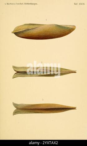 Conchologische Mittheilungen als Fortsetzung der Novitates conchologicae, bd 13, Cassell, T. Fischer, 1880, coquillages, mollusques, l'illustration présente trois vues distinctes de structures allongées en forme de feuilles, mettant en valeur leurs formes élancées et profilées. Chaque vue est étiquetée de manière séquentielle de 1 à 3, soulignant les variations d'angle et de perspective. Les nuances délicates et les dégradés de couleurs subtils soulignent la beauté naturelle et les subtilités des formes, invitant à un examen plus approfondi de leurs caractéristiques anatomiques. La présentation globale reflète une étude de spécimens botaniques ou marins, celeb Banque D'Images