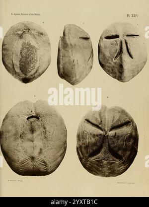 Révision de l'Echini Cambridge [Mass.], University Press, 1872-1874. Classification échinodermata oursins Musée de zoologie comparée, cette collection présente divers spécimens fossilisés d'anciens crabes-fer à cheval, illustrant leurs caractéristiques et textures distinctes. Chaque spécimen est numéroté et met en évidence les motifs complexes et les détails anatomiques qui reflètent les caractéristiques évolutives de ces arthropodes marins. Les variations de taille et de forme parmi les spécimens donnent un aperçu de leur diversité et de leurs adaptations au fil du temps. L'examen détaillé de ces oc Banque D'Images