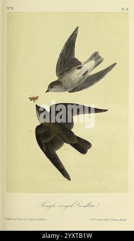 Les, oiseaux, de, Amérique, New York, G. R, Lockwood, 1871, 1839, oiseaux, Nord, Amérique, picturale, œuvres, l'illustration présente deux oiseaux en vol, représentés dans un style naturaliste. L'oiseau supérieur, présentant un plumage plus clair, semble être en position descendante, tandis que son homologue, positionné en dessous, a un aspect plus sombre et plus robuste. Les deux oiseaux sont capturés dans un moment d'interaction, l'oiseau supérieur semblant être à la poursuite ou engagé avec un petit insecte, potentiellement une abeille. Les détails de leurs plumes sont rendus de manière complexe, mettant en évidence les lignes élégantes et l'omble unique Banque D'Images