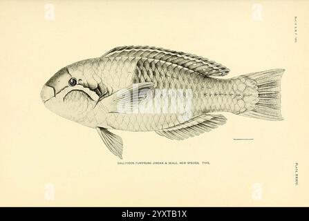 Le, poissons, de, Samoa, Washington, gouvernement, imprimer, off, 1906, poissons, Océanie, Samoan, Îles, callyodon, fumifrons, cette illustration montre une vue latérale détaillée d'une espèce de poisson connue sous le nom de Callicthys funebris, décrite à l'origine par Jordan et Evermann. La représentation met en évidence les caractéristiques anatomiques distinctes du poisson, y compris ses écailles, ses nageoires et la courbure de son corps. Les caractéristiques clés, telles que la texture des écailles et la structure des nageoires, sont méticuleusement rendues, fournissant des informations précieuses à des fins d'identification. L'image est étiquetée avec le n° scientifique Banque D'Images