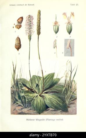 Lehrbuch der Botanik, Leipzig, quelle & Meyer, 1911, botanique, cette illustration représente le **Plantago media**, communément appelé plantain moyen. En vedette est une représentation détaillée des feuilles de la plante, mettant en valeur leur texture large et nervurée et leur arrangement. Plusieurs étapes de floraison sont illustrées, avec des épis floraux allongés surmontés de grappes denses de petites fleurs blanches. Accompagnant la plante principale sont étiquetées des parties qui mettent en évidence les graines et les structures florales individuelles, fournissant un aperçu complet de sa botanique. L'arrière-plan suggère un habitat naturel, enh Banque D'Images