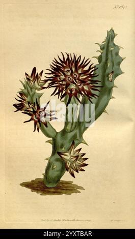 Curtis's Botanical Magazine, Londres, New York, illustration botanique, botanique, périodiques, œuvres picturales, plantes ornementales, Curtis, Stapelia pulla, Piaranthus pullus, taxonomie : Family= Apocynaceae, South Africa, Sydenham Teast Edwards, Stapelia pulla, Quaqua mammillaris, Quaqua, plante, succulente, Une espèce de cactus vibrante avec des bras allongés et épineux ornés de fleurs saisissantes en forme d'étoile. Les fleurs uniques présentent des teintes violet foncé et jaune, contrastant avec le bleu verdâtre du corps du cactus. Sa surface irrégulière est agrémentée d'épines acérées, contribuant à sa différenciation Banque D'Images