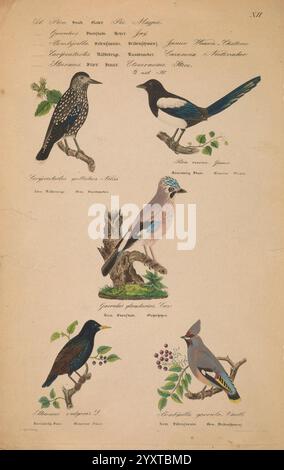 Danmarks fugle, beskrevne, Kjøbenhavn, Forfatterens Forlag, 1851-1852, oiseaux, Danemark, Scandinavie, Îles Féroé, œuvres picturales, Bombycilla garrulus, Sturnus vulgaris, Pica pica, pie eurasienne, Garrulus glandarius, étourneaux, jay eurasien, caryocatactes Nucifraga, épilation de Bohême, casse-noix tacheté, une collection d'oiseaux illustrés, présentant cinq espèces distinctes perchées sur des branches parmi les feuilles et les baies. Le coin supérieur gauche présente un oiseau tacheté avec un bec incurvé, présentant des détails complexes sur son plumage. Adjacent à lui, un oiseau noir brillant avec une teinte bleue frappante sur son Banque D'Images