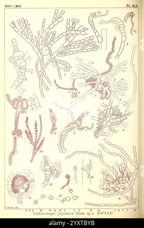 Icones d'algues japonaises, Tokyo, Kazamashobo 1907-1942, algues, botanique, Japon, œuvres picturales, Dudresnaya japonica, cette illustration présente une gamme de structures microscopiques de l'organisme Dudresnaya japonica. Il comprend des représentations détaillées de diverses formes cellulaires, illustrant la morphologie de l'organisme. Les figures numérotées mettent en évidence des caractéristiques distinctes, telles que la disposition des filaments, des branches et des structures reproductrices. Chaque élément est soigneusement rendu, fournissant un aperçu des caractéristiques biologiques et de la classification de cette espèce particulière. La diversité des formes Banque D'Images