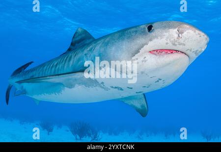 Requin tigre, Galeocerdo cuvier, Grand Bahama, Bahamas, Océan Atlantique Banque D'Images
