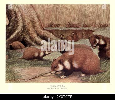 Les bêtes sauvages du monde Londres, [1909?], zoologie, comportement animal hamster européen, hamster commun, taxonomie : famille= Cricetidae, Cricetus cricetus, Louis Augustus Sargent artiste, Une scène charmante met en scène plusieurs hamsters engagés dans diverses activités dans un cadre naturel. Certains se nourrissent au sol, tandis que d'autres sont nichés près des racines d'un grand arbre. Les hamsters affichent une gamme de postures, allant de grignoter de la nourriture à explorer curieusement leur environnement. En arrière-plan, d'autres hamsters sont vus se reposer, contribuant à l'ambiance tranquille de ce vivant mais serein Banque D'Images