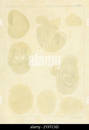 Æolididae e famiglie affini del porto di Genova Bologna Tipi Gamberini e Parmeggiani 1877-1881 Italie Gênes mollusques Olividae, l'illustration présente une collection de croquis scientifiques détaillés de divers micro-organismes et formes de vie microscopiques, mettant en valeur leurs structures et caractéristiques complexes. Chaque spécimen est étiqueté avec un numéro, indiquant son identification et sa classification dans une étude scientifique. L'arrangement met en évidence la diversité de ces organismes, en les présentant dans diverses orientations et échelles. La précision des lignes et la douceur des détails reflètent un Banque D'Images