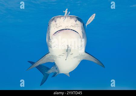 Requin tigre, Galeocerdo cuvier, avec cric juvénile, Caranx ruber, coureur bleu, Caranax crysos, et requin-sucer mince, Echeneis naucrates, Grand Banque D'Images