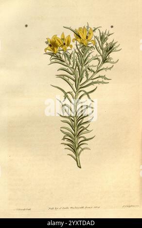 Curtis's Botanical Magazine, Londres, New York, illustration botanique, botanique, périodiques, œuvres picturales, plantes ornementales, Curtis, Sydenham Teast Edwards, Lobelia variifolia, Monopsis variifolia, Cap de bonne espérance, cette illustration présente une étude botanique d'une plante à fleurs caractérisée par ses feuilles vertes allongées et ses fleurs jaunes vibrantes. La plante est représentée avec une attention particulière à sa structure, y compris la disposition des feuilles et les grappes de fleurs qui émergent de la tige. L'arrière-plan est légèrement coloré pour améliorer la beauté naturelle de la plante, soulignant Banque D'Images