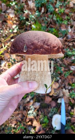 L'homme tient le champignon boletus dans la forêt d'automne Banque D'Images