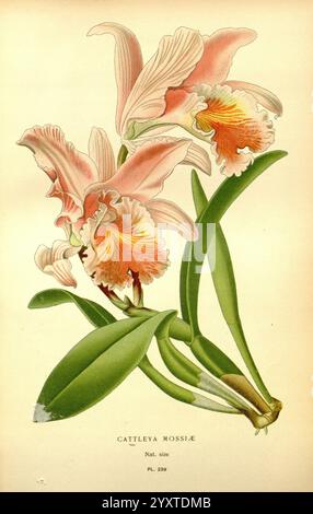 Fleurs de jardin et serre préférées, Londres et New York, Frederick Warne & Co, 1896-97, France, XIXe siècle, Icônes, floriculture, Chromolithographie, plantes ornementales, cette représentation artistique met en valeur une superbe orchidée Cattleya mossiae, réputée pour ses fleurs captivantes. L'illustration met en valeur les pétales délicats et volants qui passent d'un rose doux à un orange vif, créant un contraste saisissant. Les feuilles vertes luxuriantes offrent une toile de fond vibrante, soulignant la beauté florale. La représentation détaillée capture les textures complexes et l'ombrage subtil, apportant le Banque D'Images