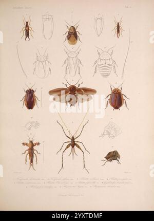 Histoire physique, politique et naturelle de l'ile de Cuba, Atlas, insectes Paris, A. Bertrand, 1838-1857, botanique, Cuba, description et voyage, histoire naturelle, Arthropoda, arthropode, entomologie, Forficula distincta, Carcinophora americana, perruques, cafards, sauterelles, grillons, taxonomie : Class= Insecta, Forficula affinis, perruque d'oreille, blattes, blatta collaris, cafard, blatte, blatte cubain fouiller, Byrsotria fumigata, Blatta fumigata, Blatta cicatricosa, Blatta thumbergii, Blatta fissicollis, Schizopilia fissicollis, Gryllotalpa hexadactyla, Neocurtilla hexadactyla, mole septentrionale cric Banque D'Images