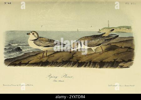 Les, oiseaux, de, Amérique, New York, G. R, Lockwood, 1871, c1839, oiseaux, Nord, Amérique, picturale, œuvres, deux petits oiseaux de rivage sont représentés cherchant le long d'une plage de sable, caractérisée par leurs corps élancés et leurs marques distinctes. Leur plumage est un mélange de tons clairs et sombres, offrant un camouflage contre l'environnement naturel. Les oiseaux sont positionnés près du bord de l'eau, avec de douces vagues qui rodent sur le rivage. Un affleurement rocheux en arrière-plan ajoute de la texture à la scène, avec des détails subtils qui mettent en valeur l'environnement côtier. Sous l’illustration, le nom scientifique « Recurvirostr Banque D'Images