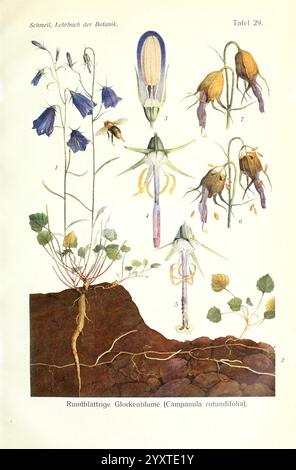 Lehrbuch der Botanik Leipzig quelle & Meyer 1911 taxonomie botanique : kingdom = Plantae taxonomie : phylum = Tracheophyta taxonomie : Class = Magnoliopsida Asterales taxonomie : Family = Campanulaceae Campanula rotundifolia Rundblättrige Glockenblume Zvonek okrouhlolistý Lidenkke Bluebell Bellflower Harebell Campanilla de hojas das Campanule Litenblåklocka feuilles rondes Clorondes zvončica Grankenblues okrągłolistny The Grasklokla fleur de Campanula イトシャジン Blåklokke les différents aspects de la fleur de Campanello (illustration de la fleur de la volée Apskritalapiskatilėlis de Campanula à de l'Okleklaskolavouille (en forme ronde de l'Oklek) Banque D'Images