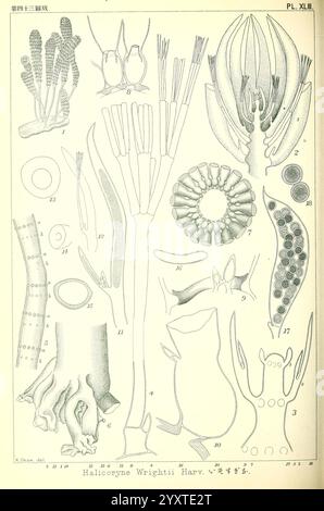 Icones d'algues japonaises, Tokyo, Kazamashobo 1907-1942, algues, botanique, Japon, œuvres picturales, Halicoryne wrightii, cette illustration présente une série de représentations scientifiques de divers organismes marins, avec un accent particulier sur l'espèce Hallocoryne Wrightii Harv Chaque figure étiquetée présente différentes caractéristiques anatomiques et structures, y compris les tentacules, les frondes et les éléments reproducteurs. Les représentations détaillées soulignent la complexité et la diversité de ces organismes, en mettant l'accent sur leurs caractéristiques morphologiques à des fins éducatives et de recherche. Le système de numérotation facilite l'ide Banque D'Images