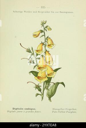 Alpen-Flora, Heidelberg, C. Winter, 1906, Alpes, plantes de montagne, œuvres illustrées, Foxglove jaune pâle, fleurs, Digitalis, L'illustration montre une plante à fleurs connue sous le nom de Digitalis ambigua, communément appelée le gant jaune pâle. La plante est représentée avec des fleurs allongées en forme de tube qui présentent une teinte jaune douce, gracieusement accrochées à une grande tige. Chaque fleur présente une texture délicate et des détails subtils, y compris de faibles marques dans la fleur qui ajoutent à son intérêt visuel. Le feuillage entourant les fleurs est constitué de feuilles allongées et vertes qui contribuent à t Banque D'Images