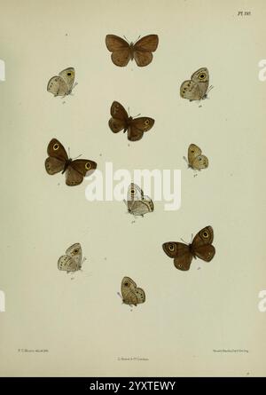 Lepidoptera indica, Londres, 1890-1913, Inde, Lepidoptera, Frederic C Moore, Une collection d'illustrations détaillées présentant diverses espèces de papillons. Chaque papillon est représenté avec un accent sur ses caractéristiques distinctes, y compris les motifs des ailes et les variations de couleur. L'arrangement met en évidence les papillons plus grands et plus petits, chacun étiqueté avec un numéro pour l'identification. La composition souligne la diversité des formes et des textures que l’on retrouve chez ces insectes, offrant une représentation scientifique et artistique de leur beauté. Banque D'Images