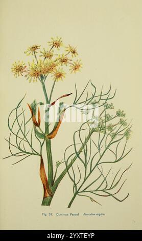 Fleurs du champ Londres, Society for Promoting Christian Knowledge, 1911 Grande-Bretagne plantes botanique fleurs fenouil commun Foeniculum vulgare, cette illustration représente la plante de fenouil commune, mettant en valeur ses feuilles plumeuses distinctes et ses grappes de fleurs. La plante présente de grandes tiges minces ornées de délicates fleurs jaunes, qui sont regroupées en des arrangements ressemblant à un parapluie au sommet. Le feuillage est d'un vert éclatant, minutieusement détaillé pour mettre en valeur sa texture fine. Les racines sont indiquées à la base, démontrant la structure et les habitudes de croissance de la plante. Accompagnant le i Banque D'Images