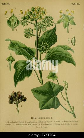 Die Giftpflanzen Deutschlands, Braunschweig, F. Vieweg, 1910, Allemagne, plantes vénénéneuses, l'illustration montre l'hélice de la plante Hedera, communément appelée lierre anglais. Il présente divers aspects de la plante, y compris des représentations détaillées de ses feuilles, de ses fleurs et de ses fruits. Chaque partie est étiquetée avec des références numériques : les feuilles sont illustrées dans différentes perspectives, illustrant leur structure lobée ; la fleur est présentée avec une anatomie détaillée, mettant en évidence sa forme et ses composants ; et le fruit est montré dans ses différentes étapes. La disposition met l'accent sur la précision botanique et fournit Banque D'Images